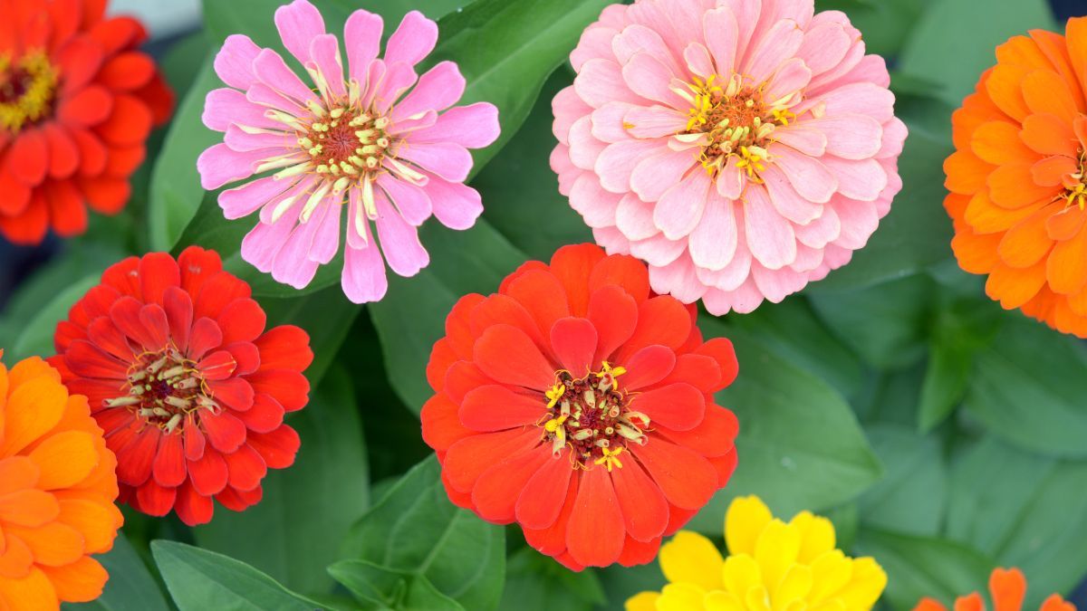 La zinnia llena de color cualquier rinc&oacute;n.&nbsp;