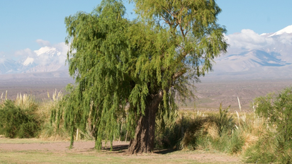 Ni sombrillas ni toldos: el árbol nativo de Santa Fe que crece rápido y refresca tu patio