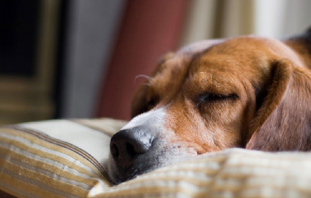 La posición en la que tu perro duerme revela su personalidad