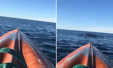 Una ballena sorprendió a un kayakista en Puerto Madryn, levantando su embarcación por los aires. El impactante momento se hizo viral en redes sociales. Una ballena sorprendió a un kayakista en Puerto Madryn, levantando su embarcación por los aires. El impactante momento se hizo viral en redes sociales.