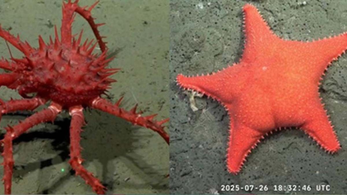 Una estrella y un cangrejo, parte de lo m&aacute;s llamativo de una de las traves&iacute;as del Conicet.