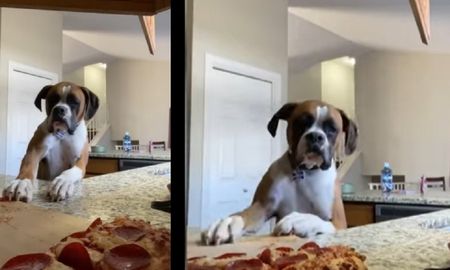 El video viral que muestra cómo un perro quiere robar una pizza. El video viral que muestra cómo un perro quiere robar una pizza.