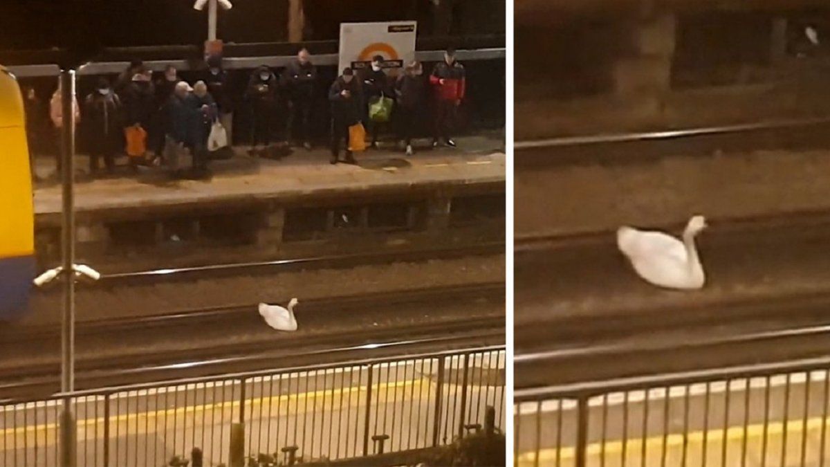 Un cisne interrumpió el servicio en el tren suburbano de Londres.