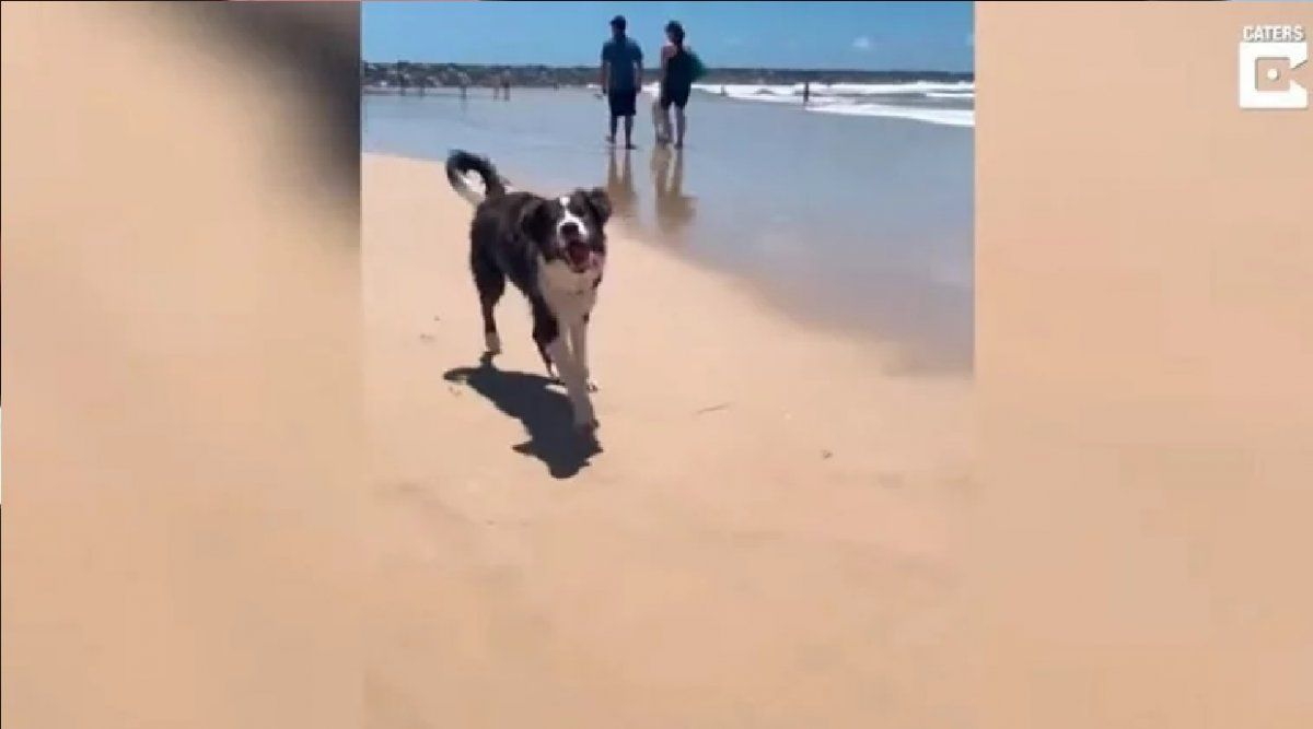 La emocionante reacción de un perro ciego al conocer el mar