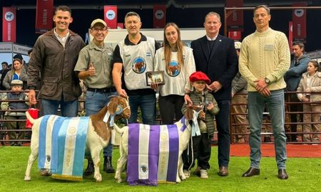 cabanas santafesinas dominaron la raza boer en palermo y se quedaron con los maximos premios cabanas santafesinas dominaron la raza boer en palermo y se quedaron con los maximos premios