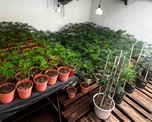 Las plantas fueron descubiertas tras apagar el fuego en una casa del norte de Santa Fe. Las plantas fueron descubiertas tras apagar el fuego en una casa del norte de Santa Fe.