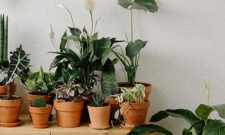 La planta para sembrar en septiembre y da hojas comestibles en 60 días. La planta para sembrar en septiembre y da hojas comestibles en 60 días.