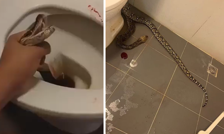 Un hombre de Tailandia fue atacado por una serpiente mientras estaba en el inodoro. Un hombre de Tailandia fue atacado por una serpiente mientras estaba en el inodoro.
