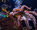 video: aparecio un pulpo en el canal de venecia y el registro es viral video: aparecio un pulpo en el canal de venecia y el registro es viral