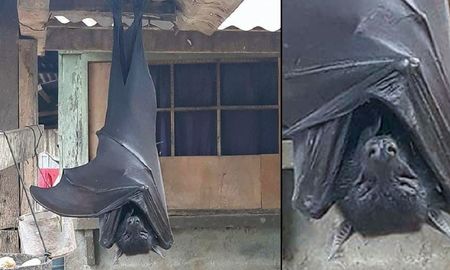 foto: la imagen de un murcielago de tamano humano encontrado en filipinas que se hizo viral foto: la imagen de un murcielago de tamano humano encontrado en filipinas que se hizo viral