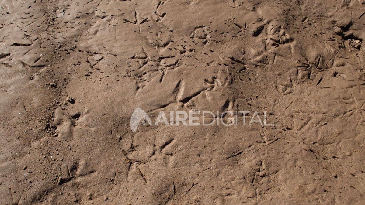 En el islote de arena y barro quedaron impresas las huellas de las aves.