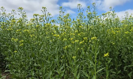 camelina: el cultivo que impulsa el combustible del futuro camelina: el cultivo que impulsa el combustible del futuro