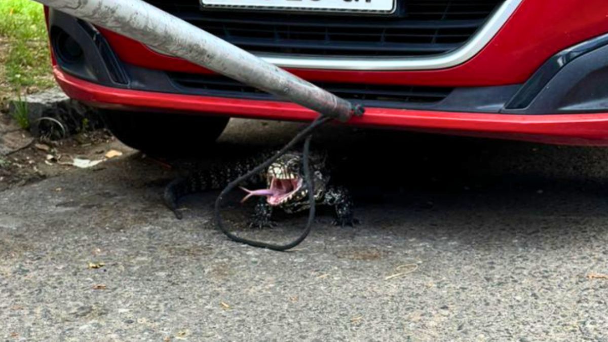 Veterinarios del Ministerio de Ambiente de Santa Fe explicaron que estos reptiles no son peligrosos