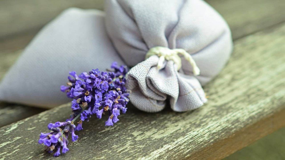 Cómo plantar lavanda en una taza y perfumar cualuier ambiente del hogar.