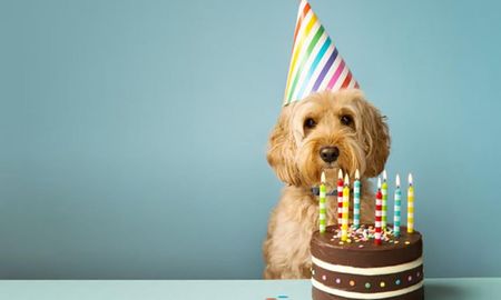 como calcular la edad humana de tu perro (y por que la regla de los 7 anos no funciona) como calcular la edad humana de tu perro (y por que la regla de los 7 anos no funciona)
