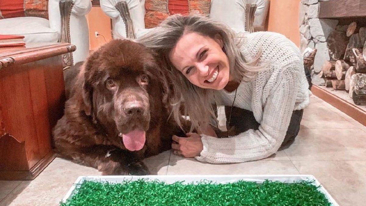 Cuántos animales tiene en su casa Denise Dumas.