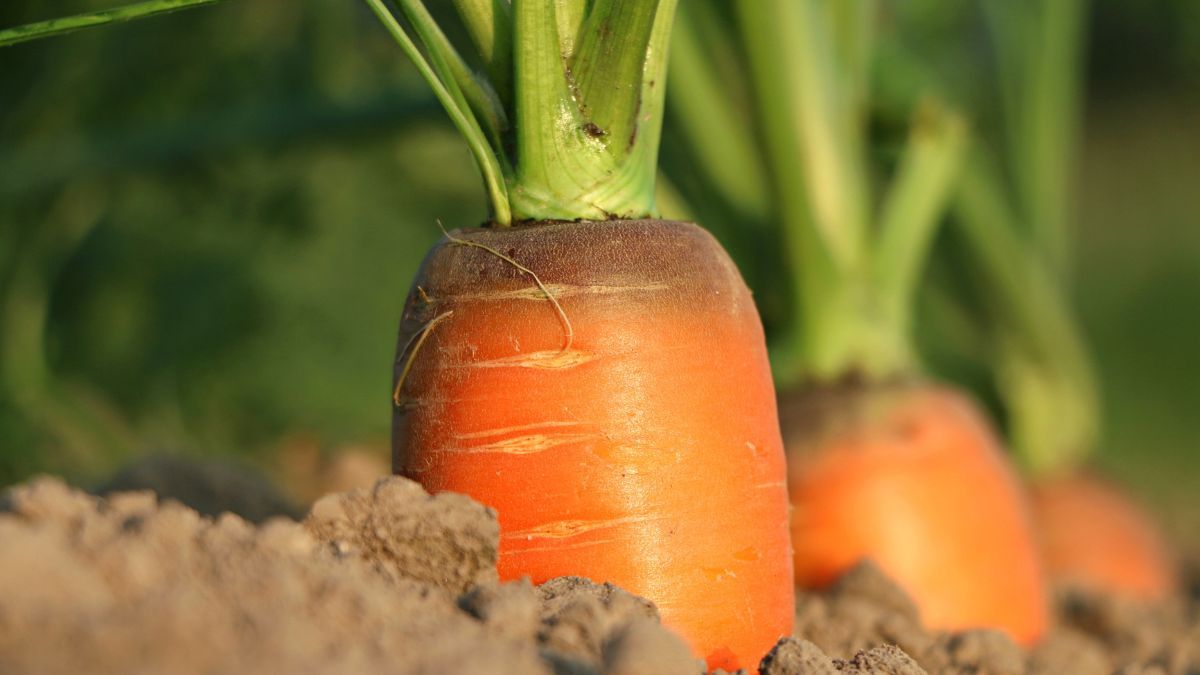 La zanahoria es una de las verduras más fáciles de cultivar. La zanahoria es una de las verduras más fáciles de cultivar.