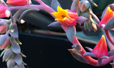 Suculentas con flores Suculentas con flores