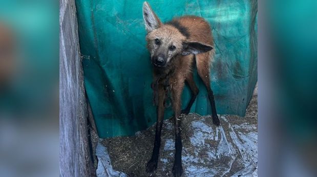 Un ejemplar de aguará guazú, especie emblemática y protegida de la fauna argentina, fue rescatado en una zona rural de la localidad de Soledad.