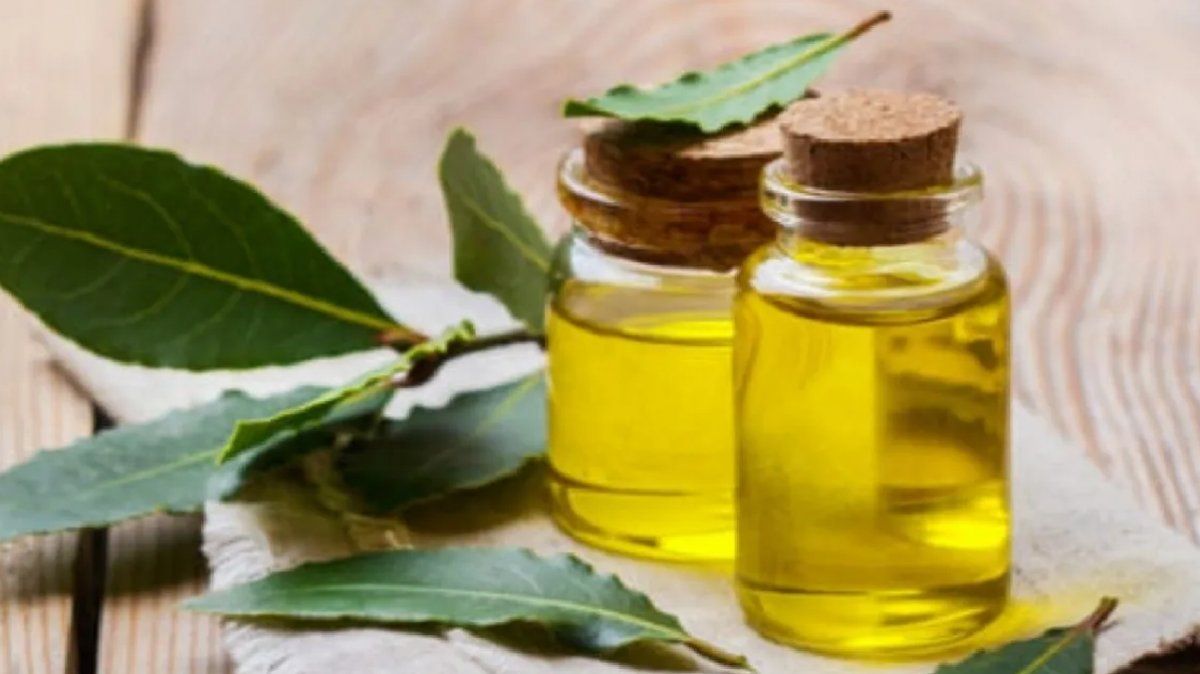El aceite de laurel, es muy utilizado en aromaterapia, como relajante muscular y el cuidado del cabello. 