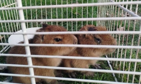 Horror cerca de Rosario: rescatan carpinchos bebés que estaban a punto de convertirse en milanesas de capibara Horror cerca de Rosario: rescatan carpinchos bebés que estaban a punto de convertirse en milanesas de capibara