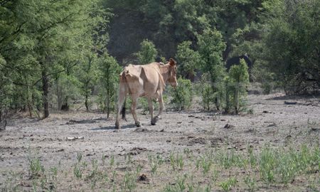 Después de tres años afectados por el fenómeno deLa Niña, los efectos de la sequía en Santa Fe son alarmantes. Después de tres años afectados por el fenómeno deLa Niña, los efectos de la sequía en Santa Fe son alarmantes. 