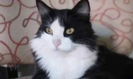 Buscan desesperadamente a Elbo, el gato que Aerolíneas Argentinas perdió en el Aeroparque. La cuenta oficial para seguir el caso vía Instagram es @soy_elbo. Buscan desesperadamente a Elbo, el gato que Aerolíneas Argentinas perdió en el Aeroparque. La cuenta oficial para seguir el caso vía Instagram es @soy_elbo.