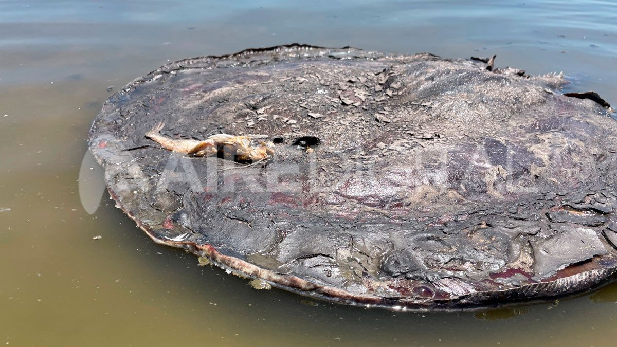 Analizan si la mortandad masiva de peces se debió a la falta de oxígeno en el agua por las altas temperaturas, o si se trató de otro fenómeno.
