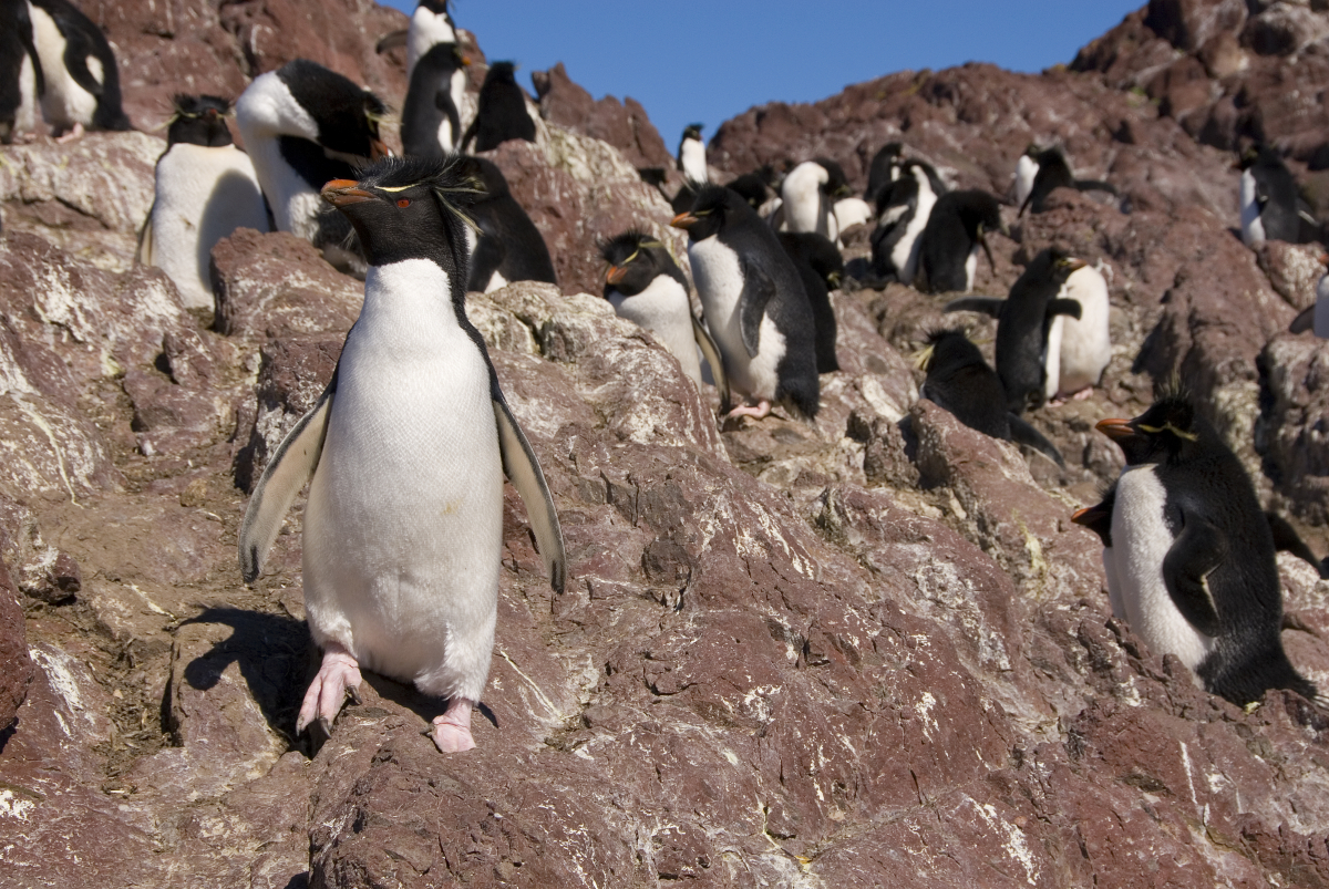 Isla Ping&uuml;ino
