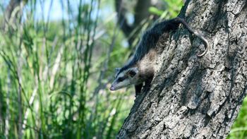 Biodiversidad: Provincia concretó más de 500 liberaciones de fauna silvestre en 2025