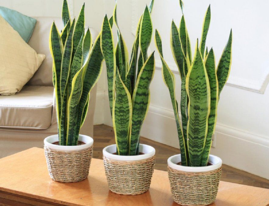 5 curiosidades que tenés que saber sobre la sansevieria