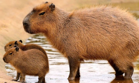 Se conoció cuál es la diferencia entre el carpincho y capibara. Se conoció cuál es la diferencia entre el carpincho y capibara.