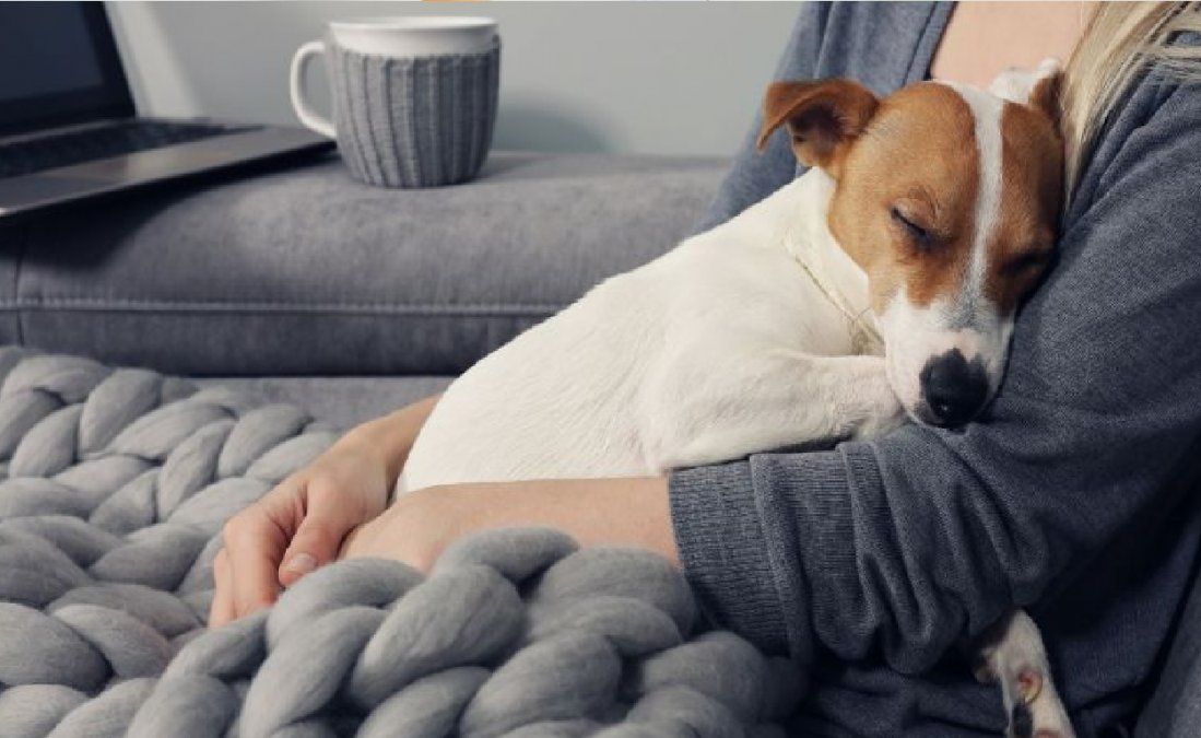 Tener una mascota mejora enormemente el estado de ánimo