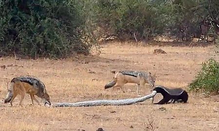 impactante lucha entre una serpiente y un tejon que termina de la peor manera impactante lucha entre una serpiente y un tejon que termina de la peor manera