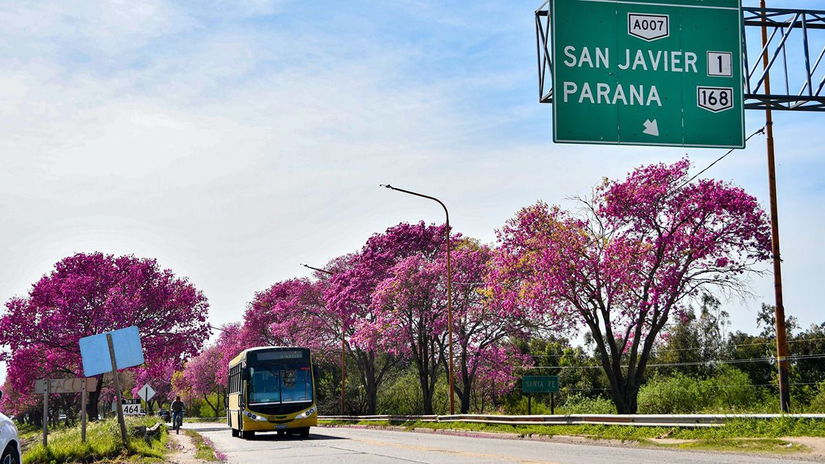 Con el objetivo de preservar una hilera completa de lapachos adultos
