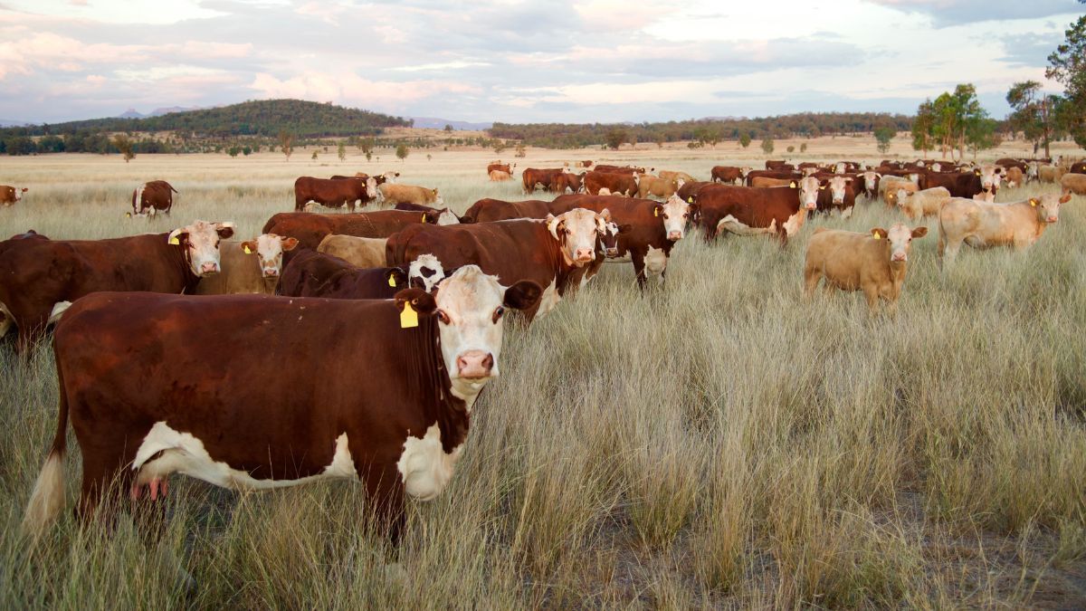 El rechazo lleg&oacute; ante la difusi&oacute;n p&uacute;blica del anteproyecto de ley elaborado por el Ministerio de Desregulaci&oacute;n y Transformaci&oacute;n del Estado, que propone modificar el actual esquema de financiamiento del Instituto de Promoci&oacute;n de la Carne Vacuna Argentina (IPCVA).