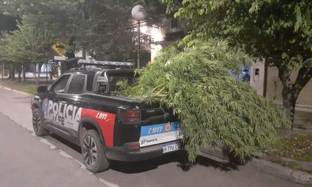 Tras una persecución en Guadalupe Oeste de Santa Fe, detuvieron a cuatro jóvenes y secuestraron armas, motos y plantas de cannabis. Tras una persecución en Guadalupe Oeste de Santa Fe, detuvieron a cuatro jóvenes y secuestraron armas, motos y plantas de cannabis.