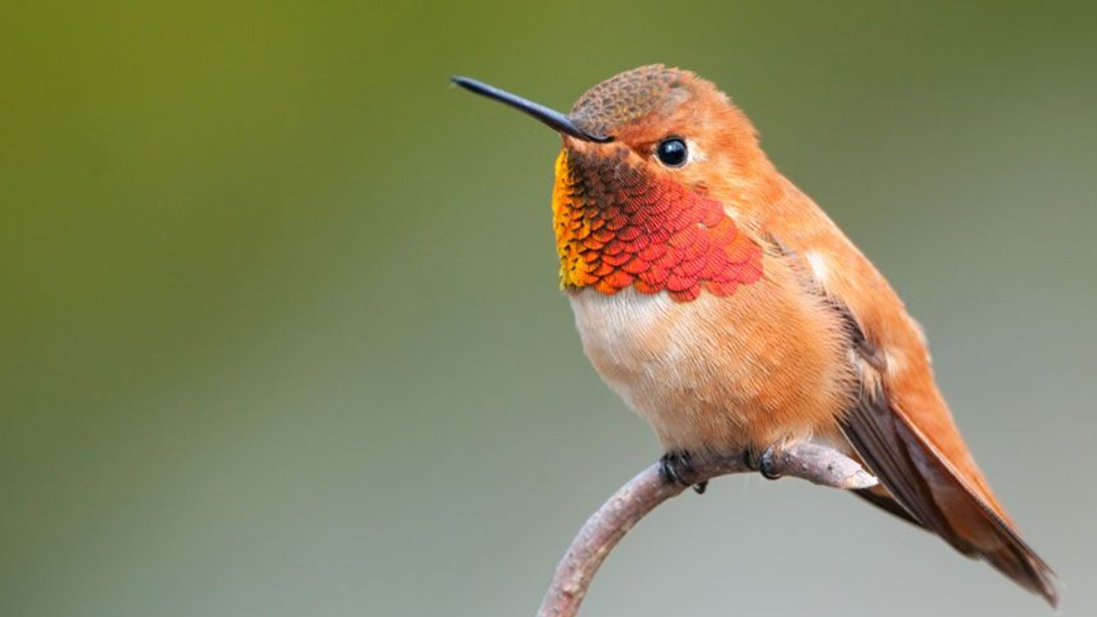 El maravilloso significado de ver un colibrí rojo: una nueva oportunidad