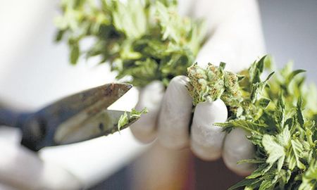 La OMS recomendó sacar el cannabis de la lista de drogas a perseguir