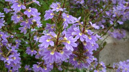 La planta que no se quema al sol del mediodía y florece todo el verano