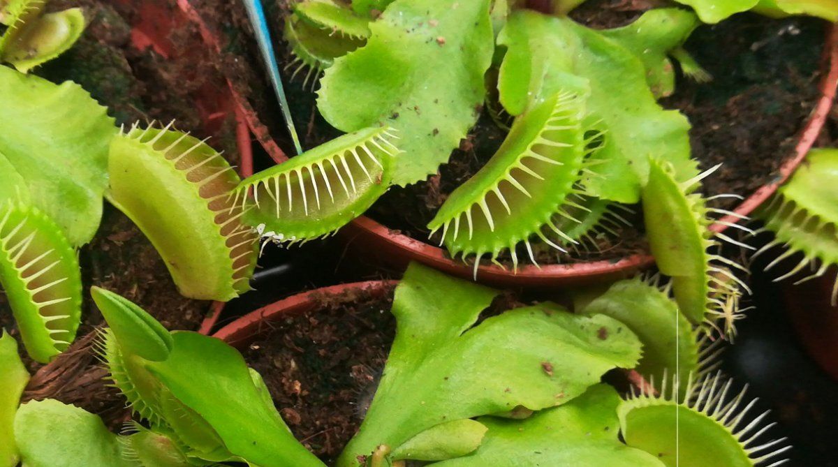 La planta que recomiendan tener en casa para deshacerte de los mosquitos
