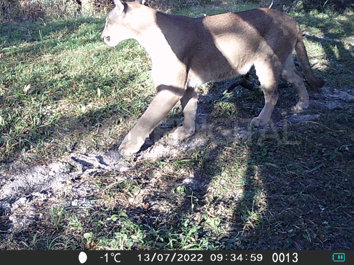 Una de las cámaras trampa detectó la presencia de un puma la misma mañana que el equipo de AIRE recorría la Reserva Puesto El Mesías. 