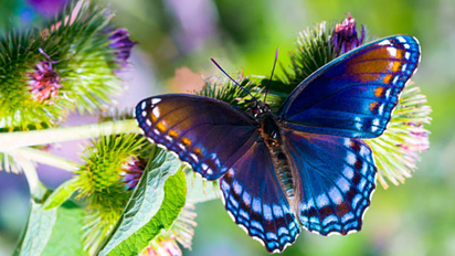 Mariposas: significados espirituales según su color