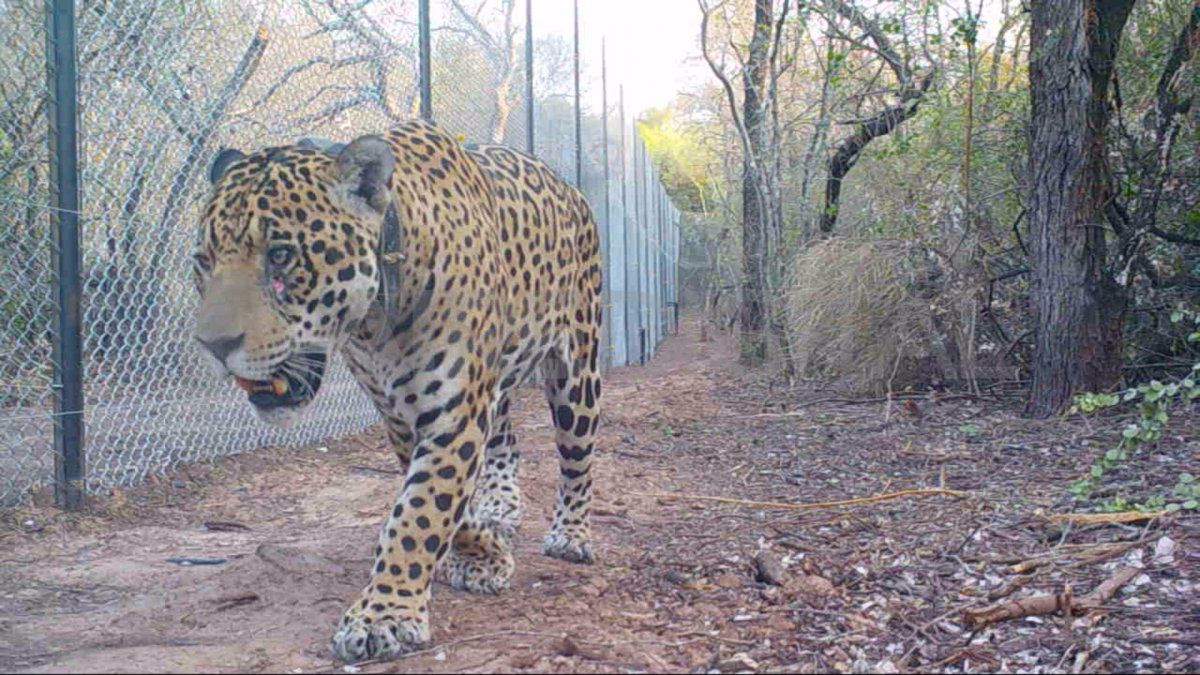 El nombre del yaguareté macho es Qaranta, que en Quom significa: