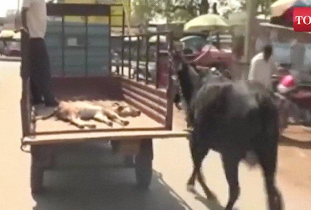 El gesto de amor de esta vaca con su ternero enfermo ablandará tu corazón