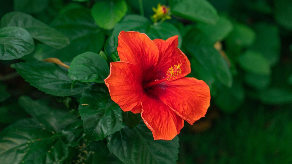 El hibisco puede dar flores durante meses si recibe estos cuidados.