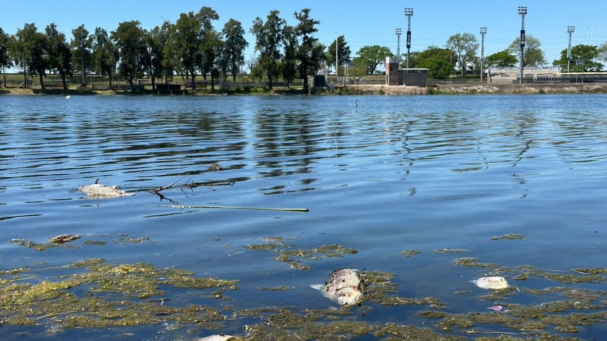 Parque del Sur: mortandad de peces y posible contaminación del lago preocupan a vecinos y ONGs.