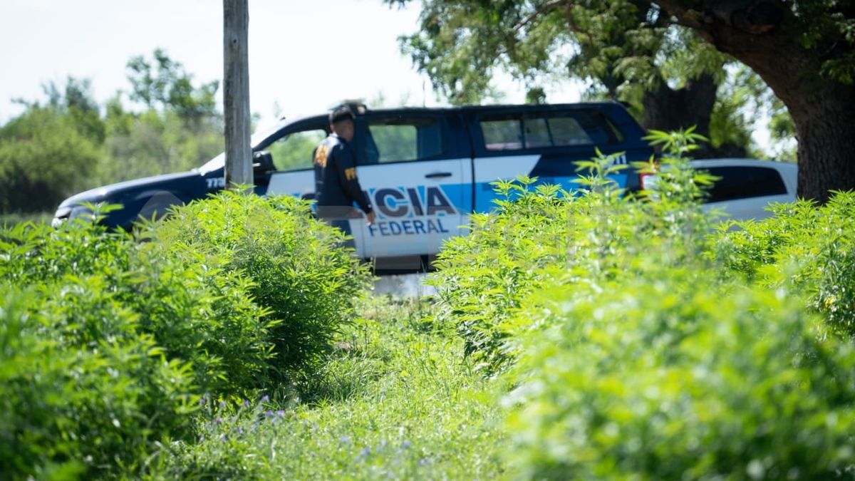 El vivero narco de Arroyo Leyes fue desbaratado en febrero por la Policía Federal.