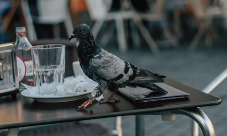 Las palomas zombis pusieron en alerta a varias zonas del Reino Unido Las palomas zombis pusieron en alerta a varias zonas del Reino Unido