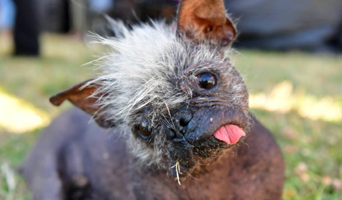 Eligieron al perro más feo del mundo: la historia de Señor Rostro Feliz